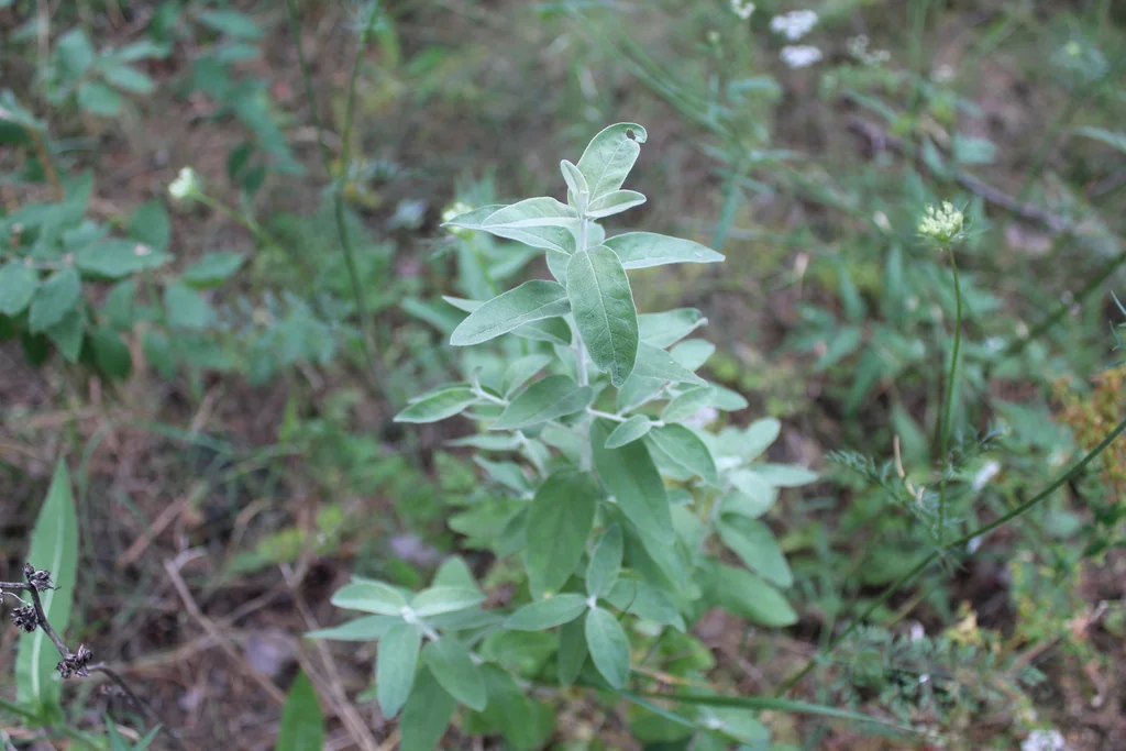 Elaeagnus angustifolia