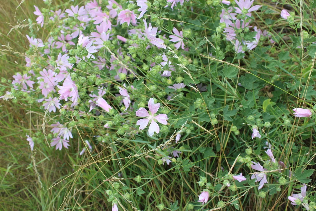 Lavatera Thuringiaca