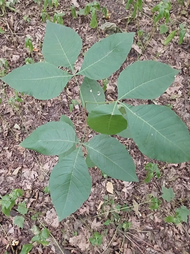 Ptelea Trifoliata