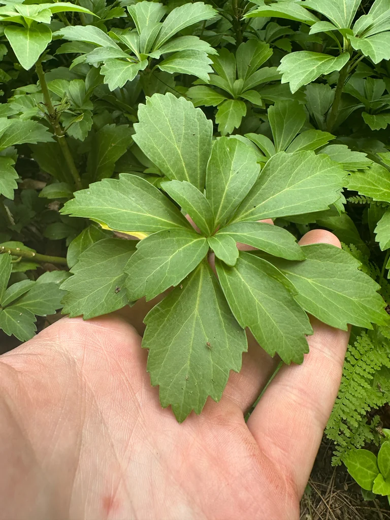 Pachysandra Terminalis