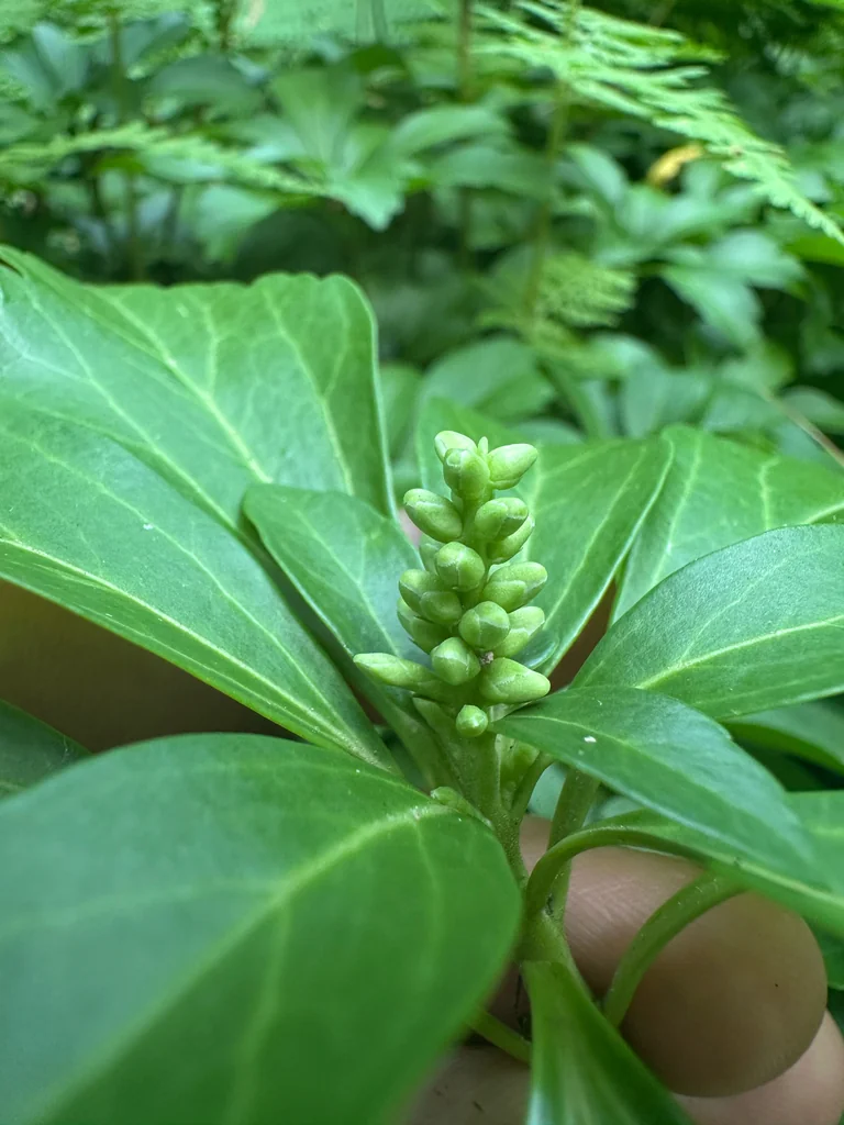 Pachysandra Terminalis