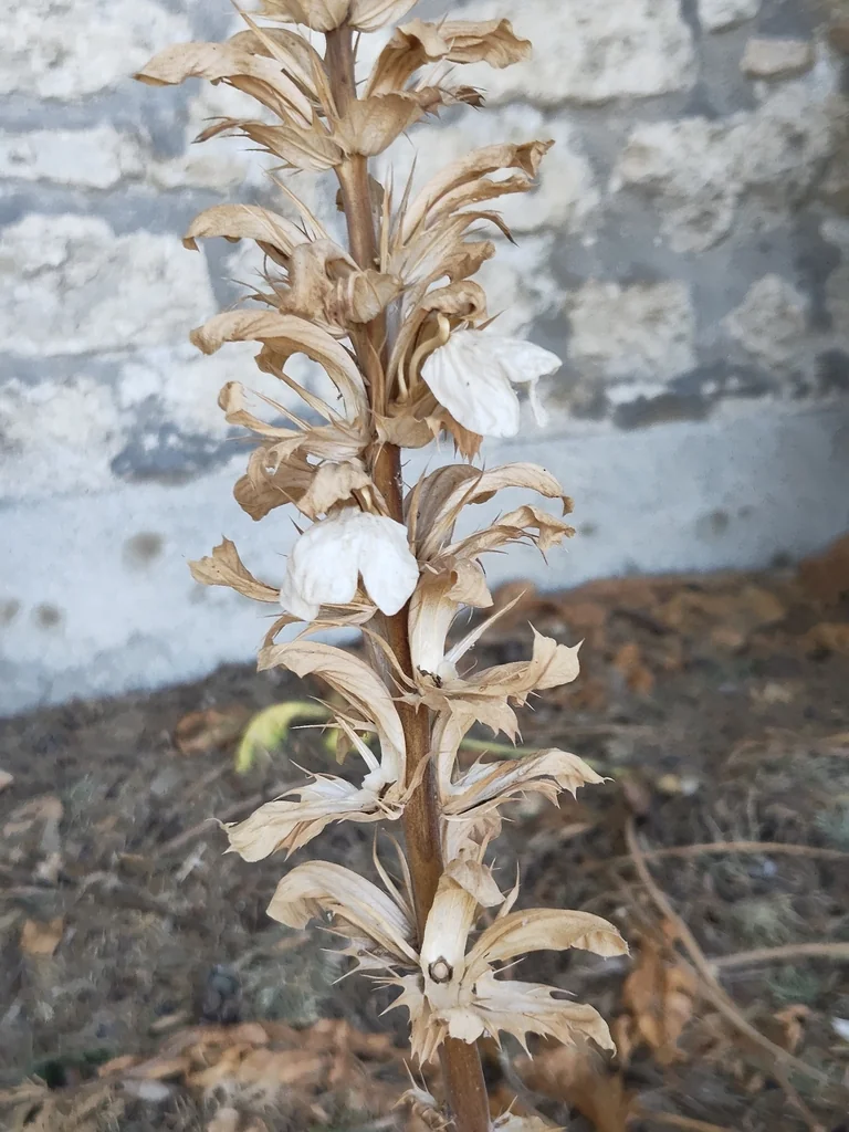 Acanthus Mollis