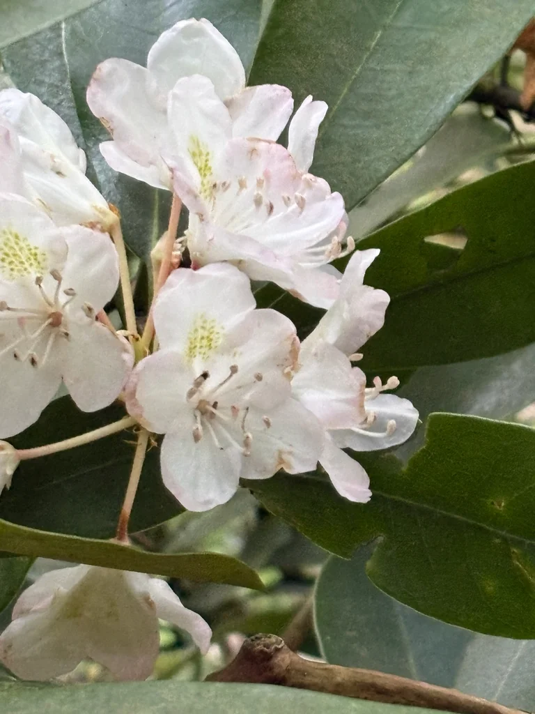 Rhododendron Maximum