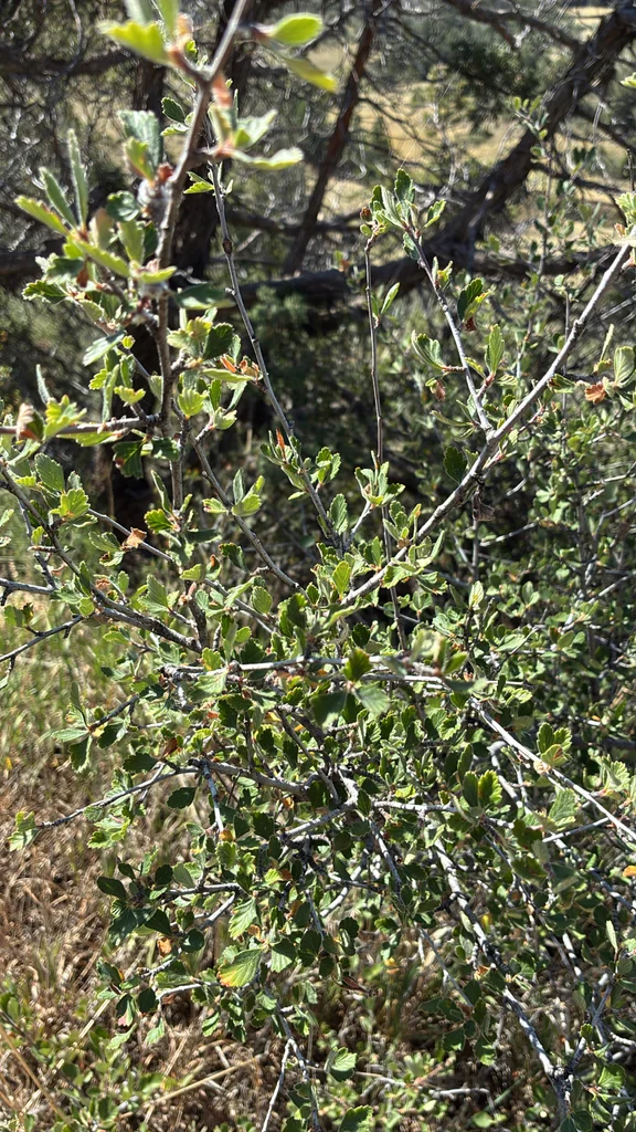 Cercocarpus Montanus