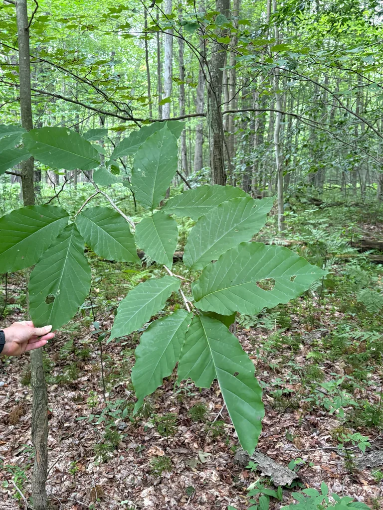 Magnolia Acuminata