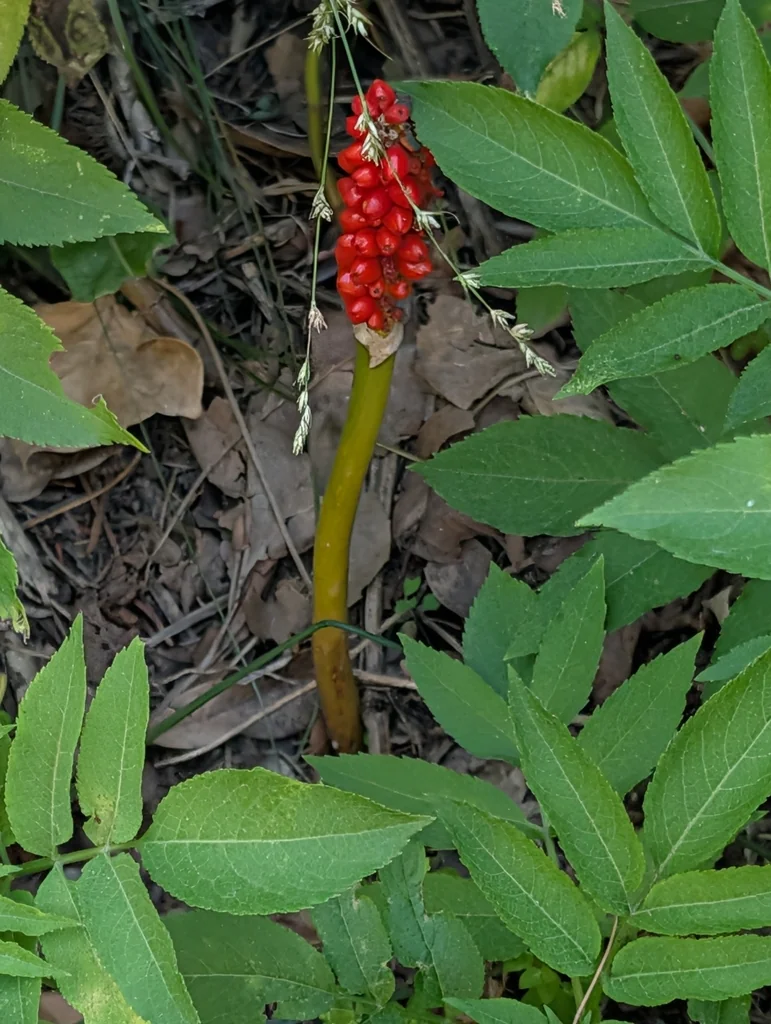 Carex Divulsa