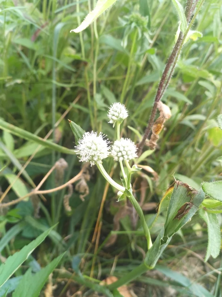 Eryngium Yuccifolium