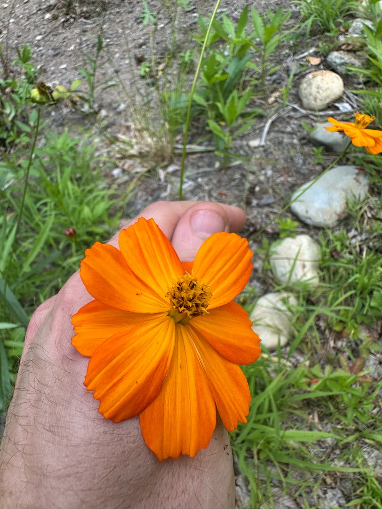 Cosmos Sulphureus