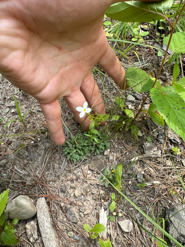 Houstonia Caerulea