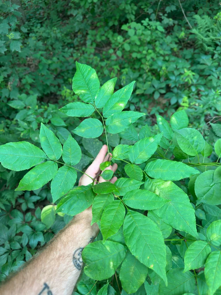 Fraxinus Americana