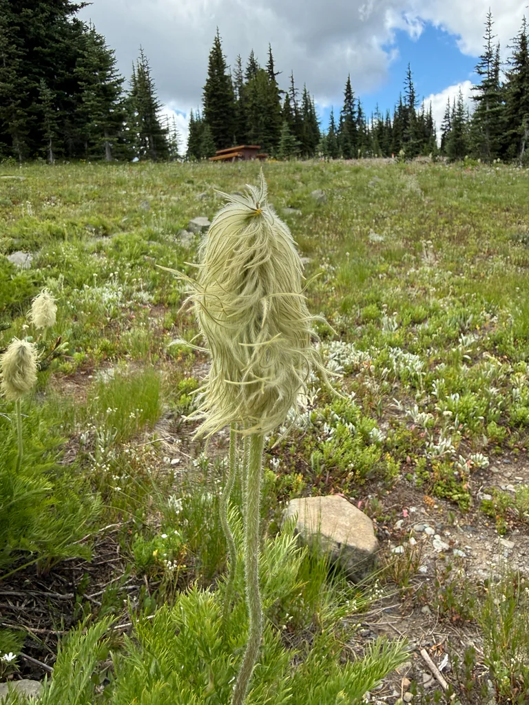 Anemone Occidentalis