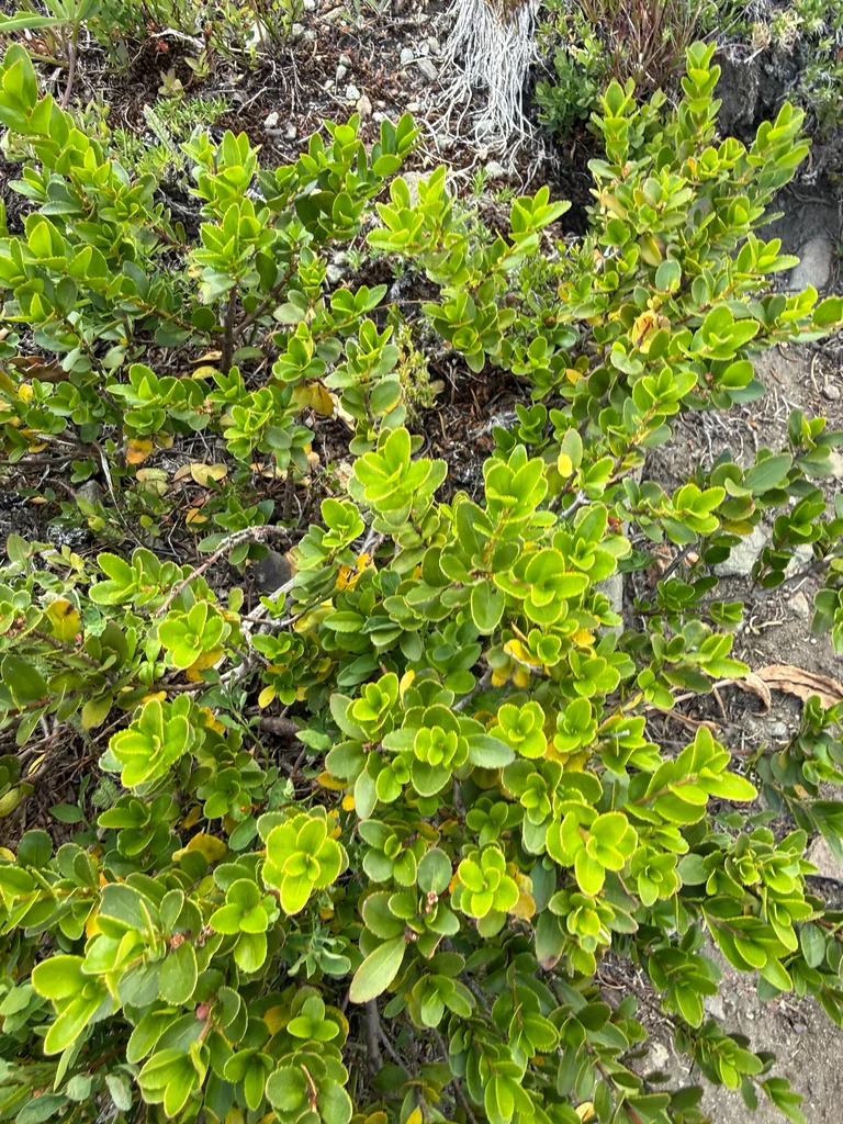 Paxistima Myrsinites
