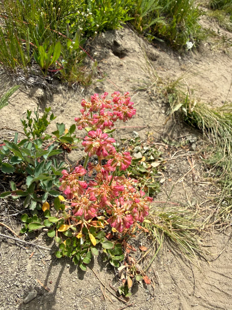 Eriogonum Umbellatum