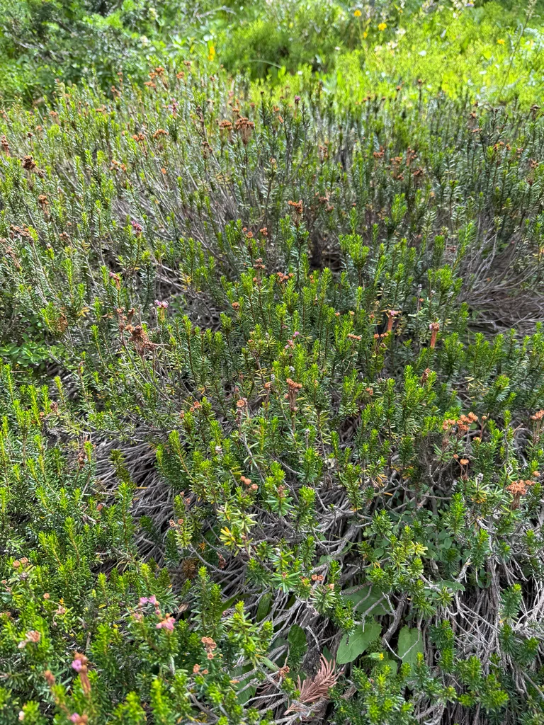 Phyllodoce Empetriformis