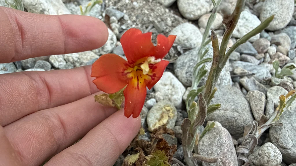 Mimulus Cardinalis