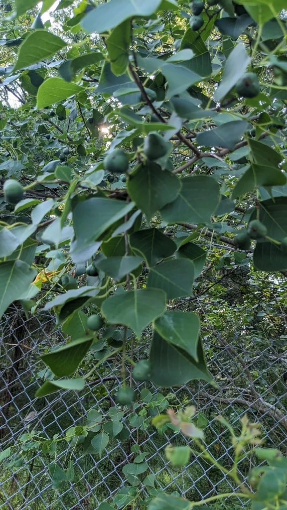 Triadica Sebifera