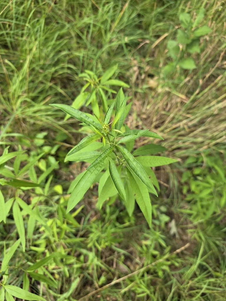 Coreopsis Tripteris