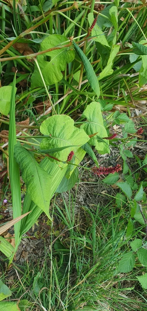 Persicaria amplexicaulis
