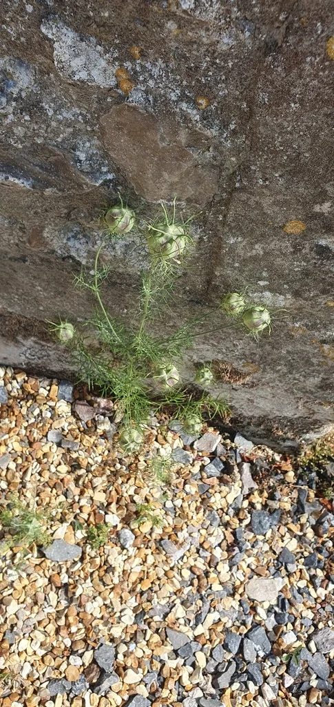 Nigella Damascena