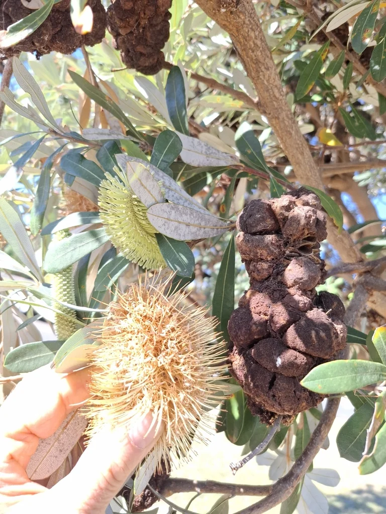 Banksia Integrifolia