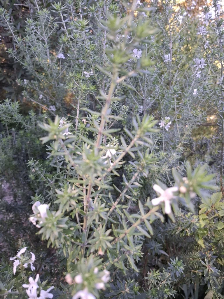 Westringia fruticosa