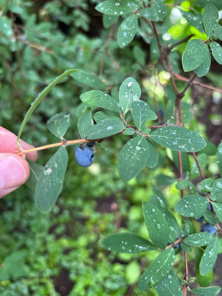 Lonicera Caerulea
