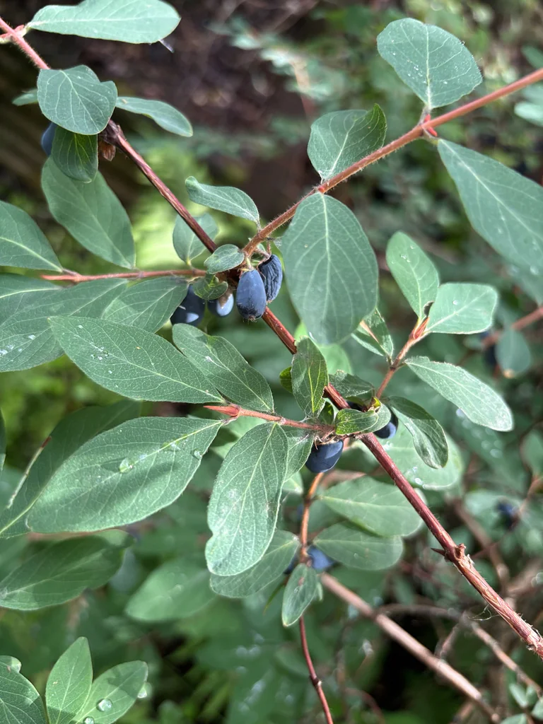 Lonicera Caerulea