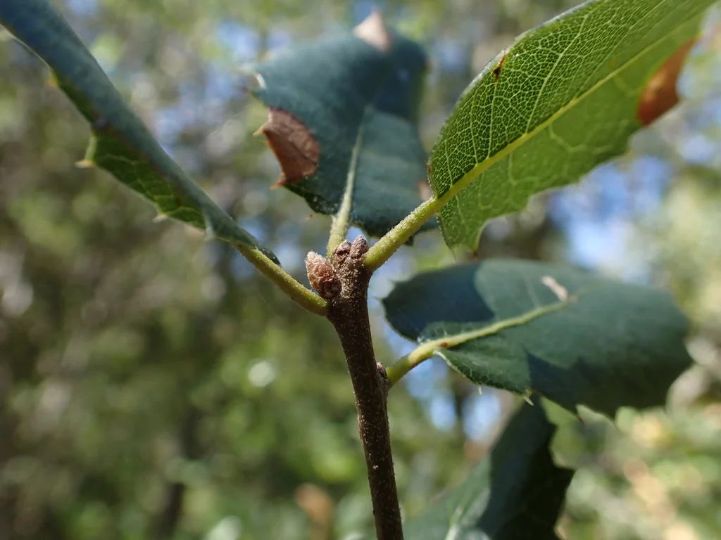 Quercus Wislizenii