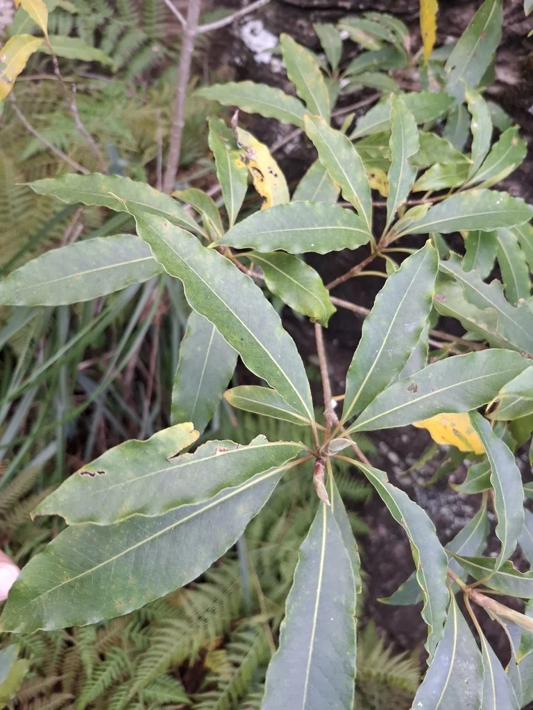 Pittosporum Undulatum