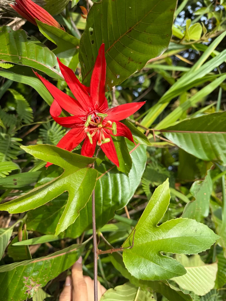 Passiflora Vitifolia