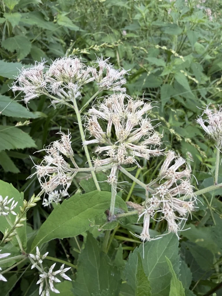 Eupatorium Purpureum