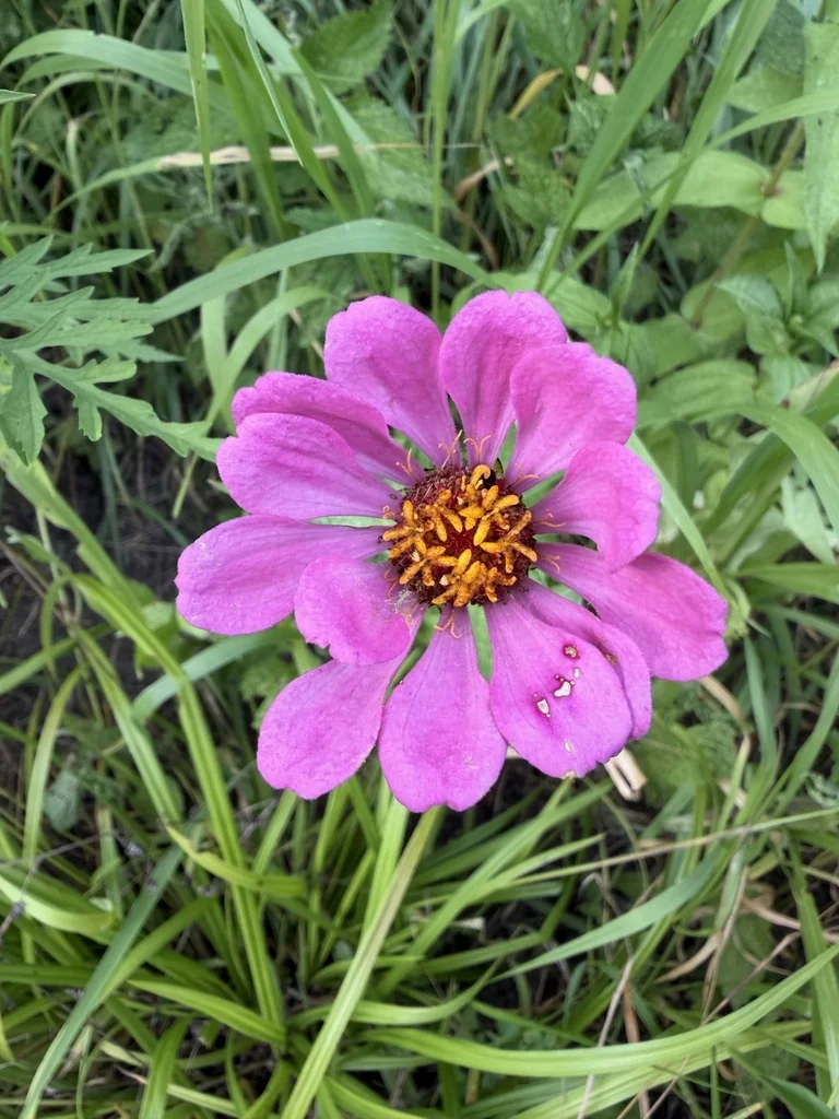 Zinnia Elegans