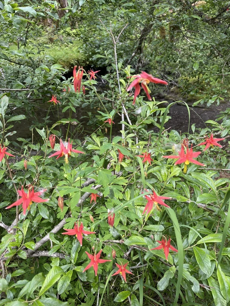 Aquilegia Formosa