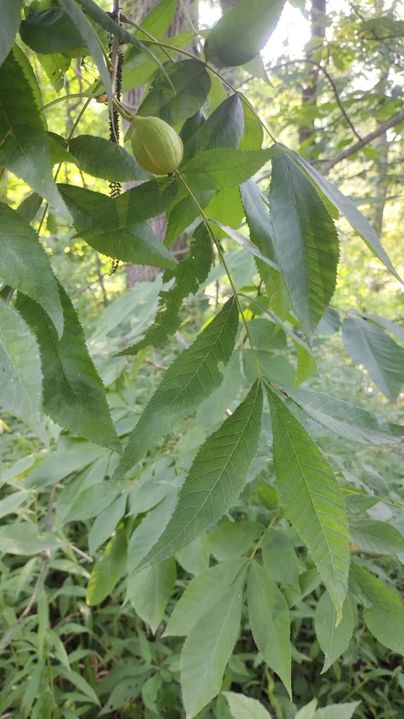 Carya Cordiformis