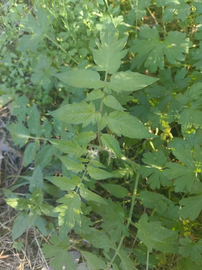Solanum lycopersicum