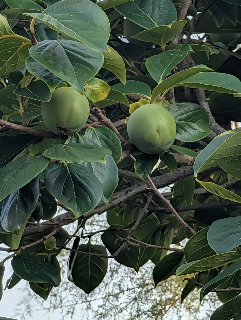Diospyros Kaki