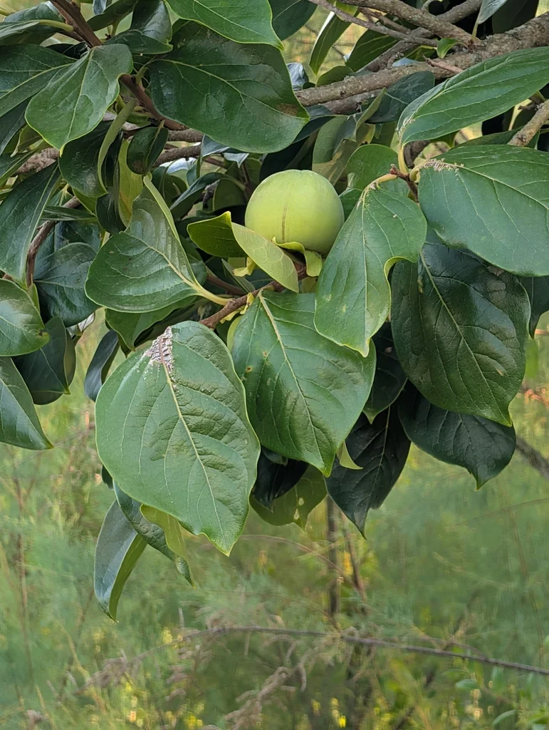 Diospyros Kaki