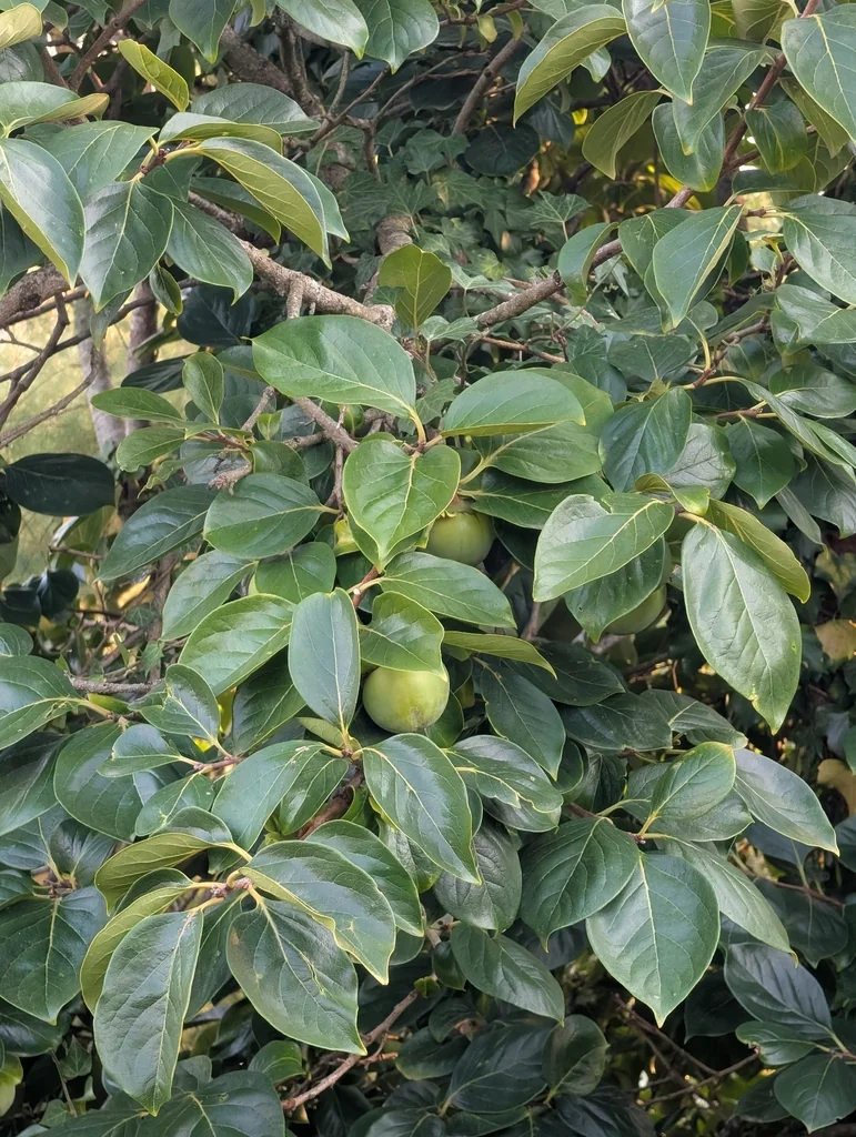 Diospyros Kaki