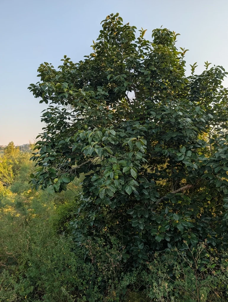 Diospyros Kaki
