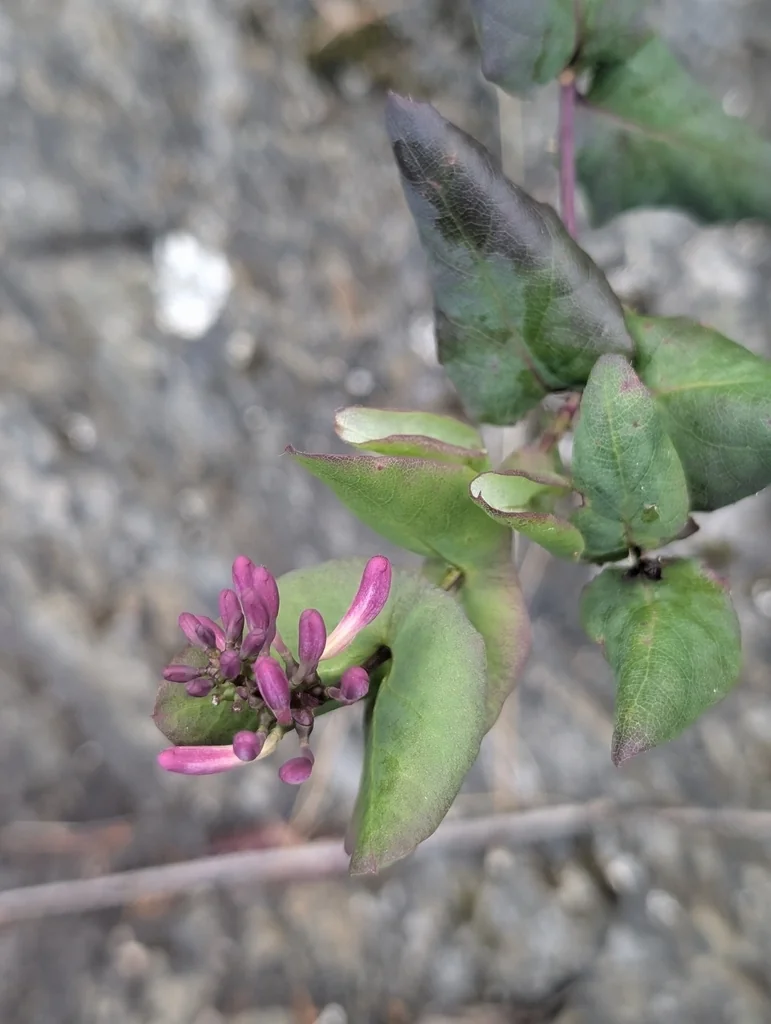 Lonicera Hispidula