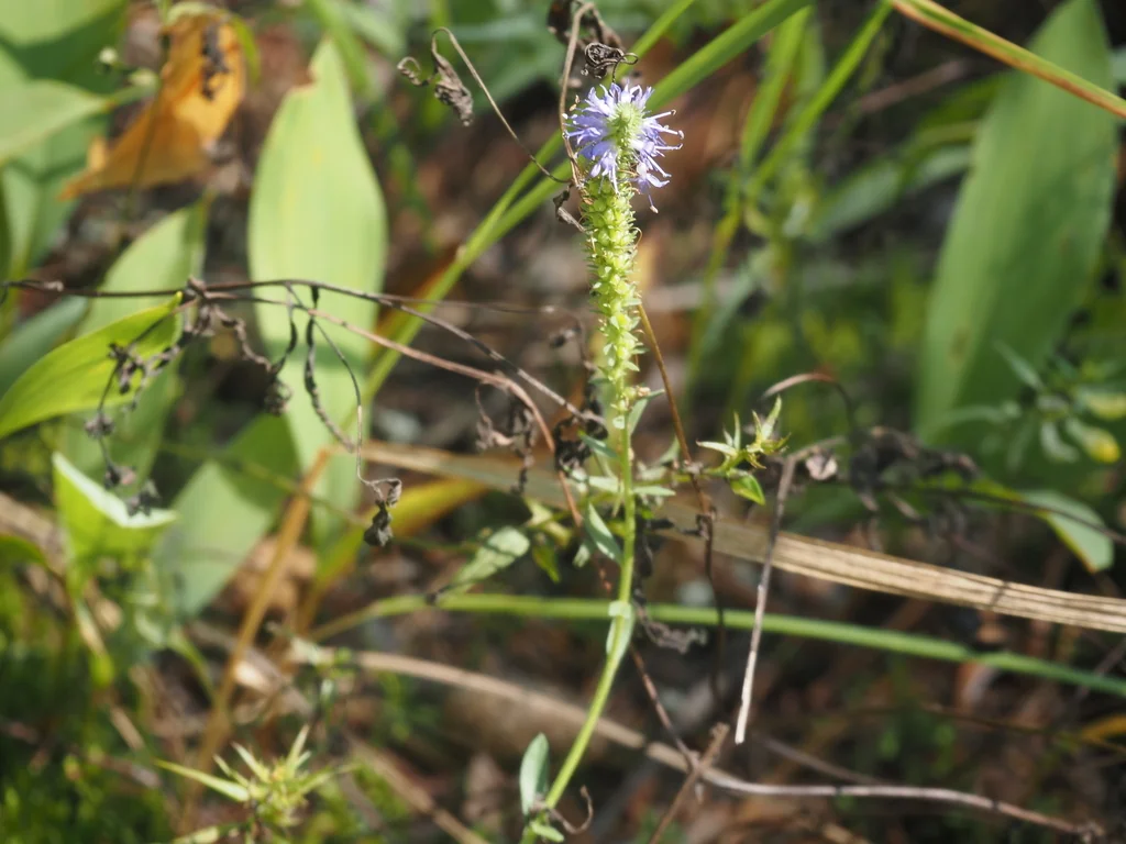 Veronica Spicata