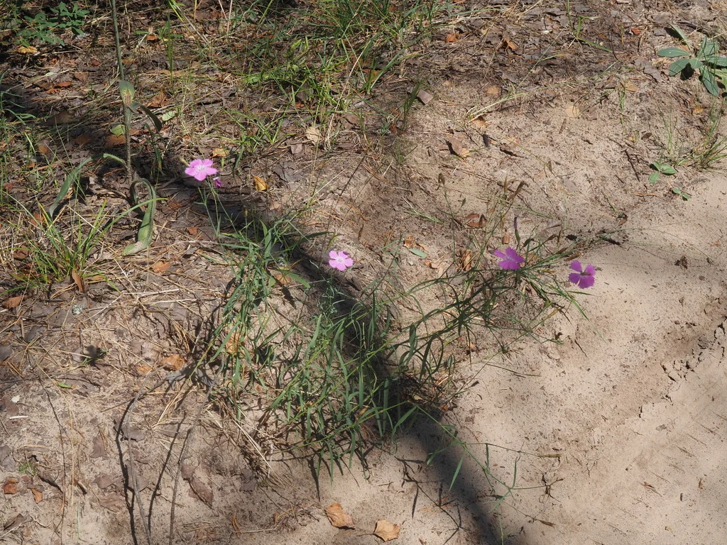 Dianthus Chinensis