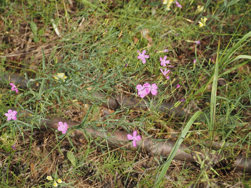 Dianthus Chinensis