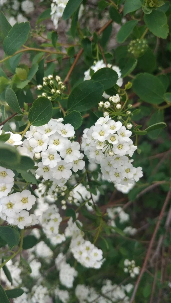 Spiraea X Vanhouttei