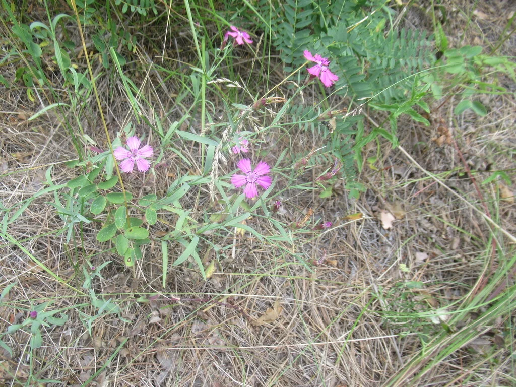 Dianthus Chinensis
