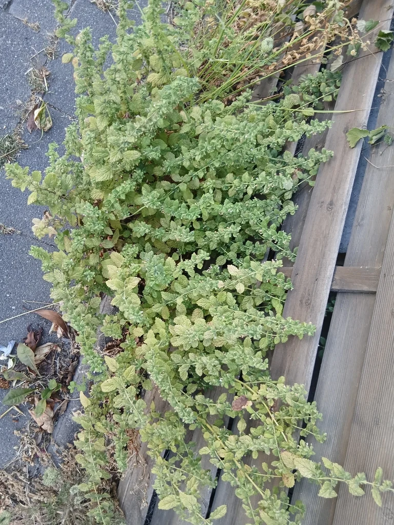 Melissa Officinalis