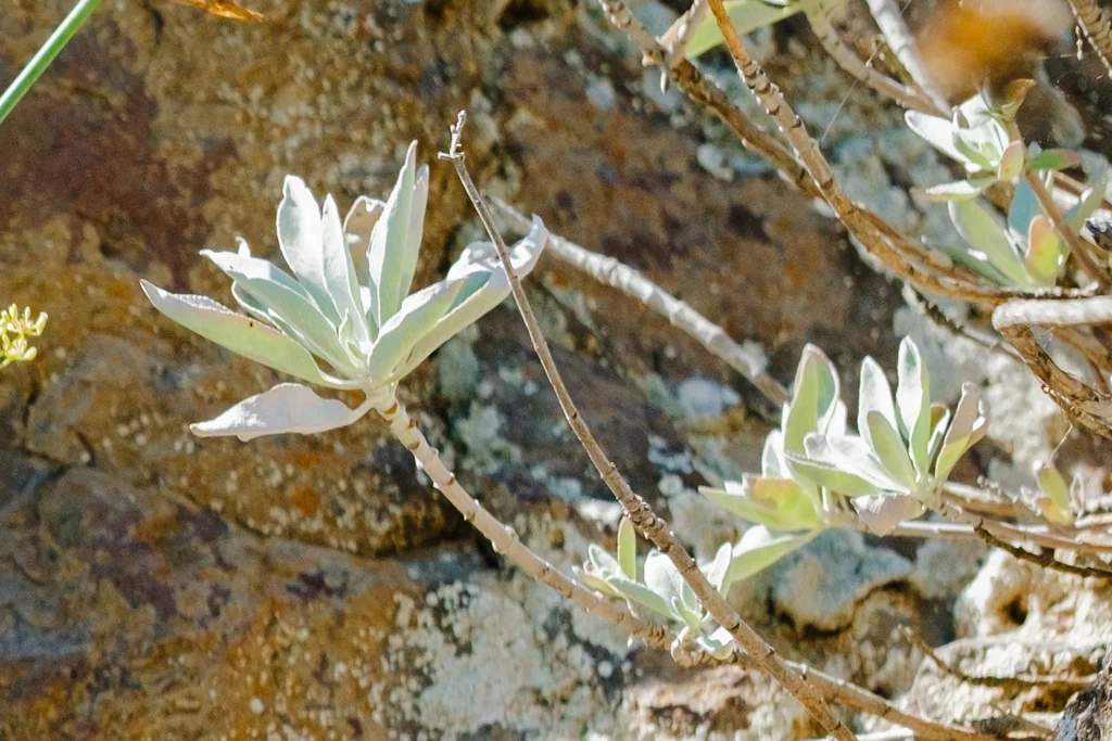 Salvia Apiana