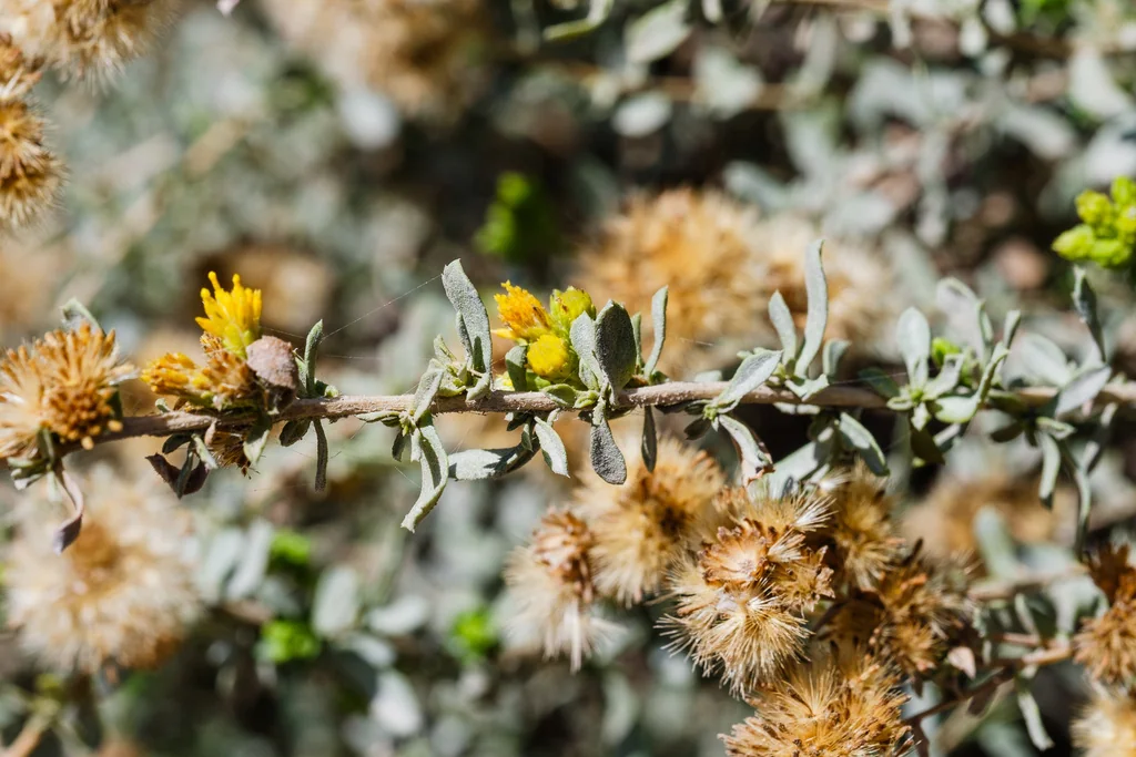Isocoma Menziesii