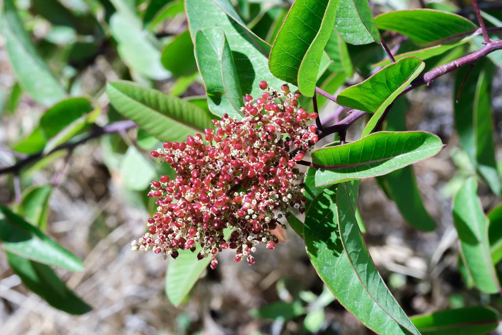 Malosma Laurina