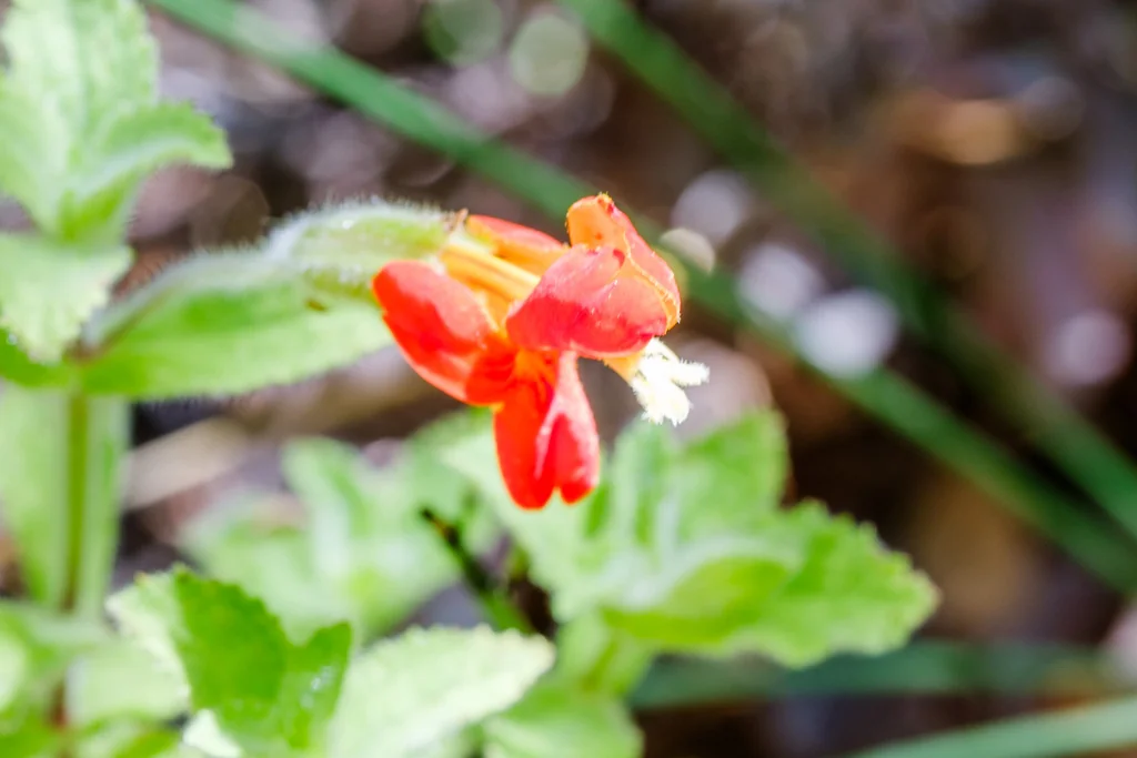 Mimulus Cardinalis